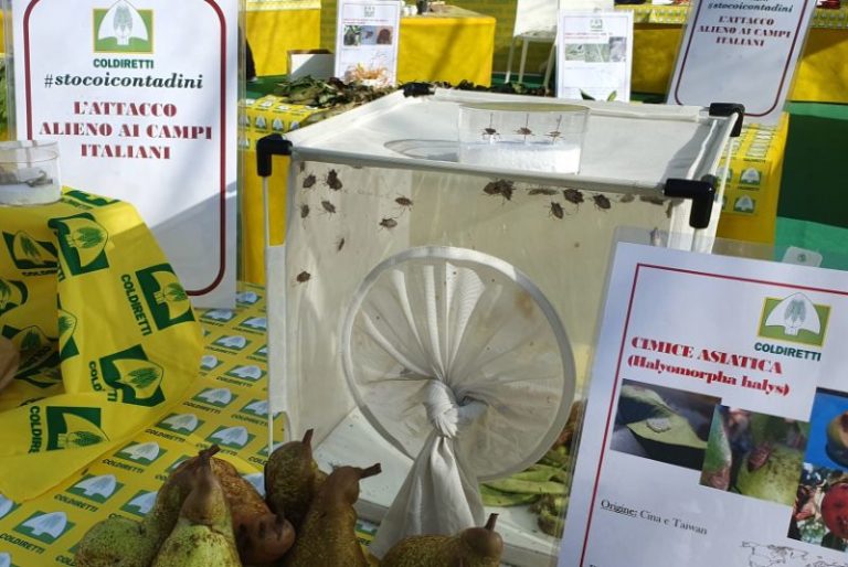 Via libera a vespa samurai salva raccolti