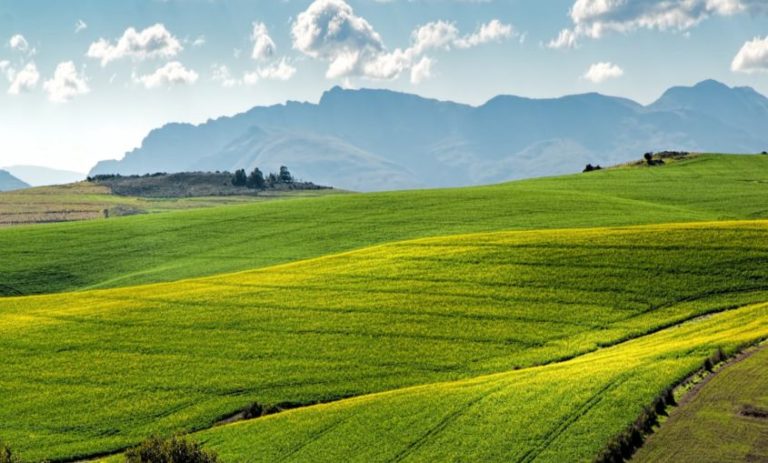 Vespe samurai in campo per salvare agricoltura dalle cimici in Veneto