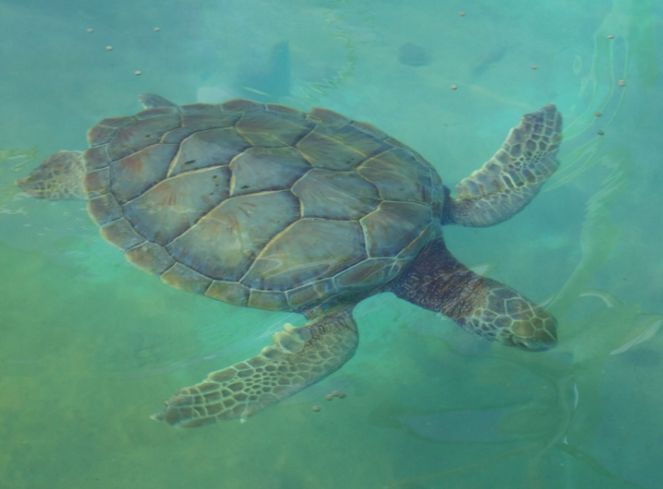 Il Wwf celebra la giornata mondiale delle tartarughe marine