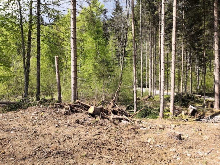 Emilia-Romagna, 3 milioni per le foreste danneggiate