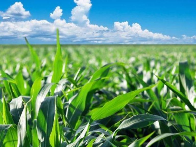 In arrivo 1,5 mln per i consorzi di bonifica calabresi