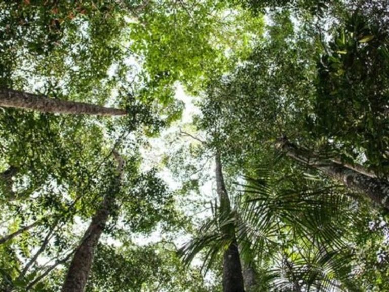 Forestazione e prevenzione incendi, la Calabria stanzia 23 mln
