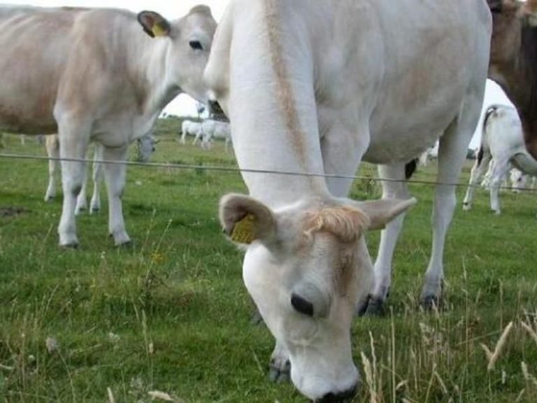 Dalla Regione oltre 2 mln agli allevatori calabresi