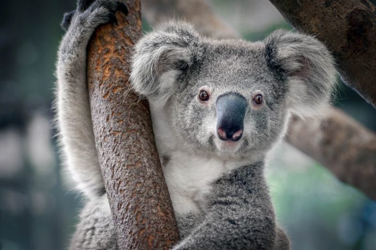 La principale popolazione di koala rischia l’estinzione entro il 2050