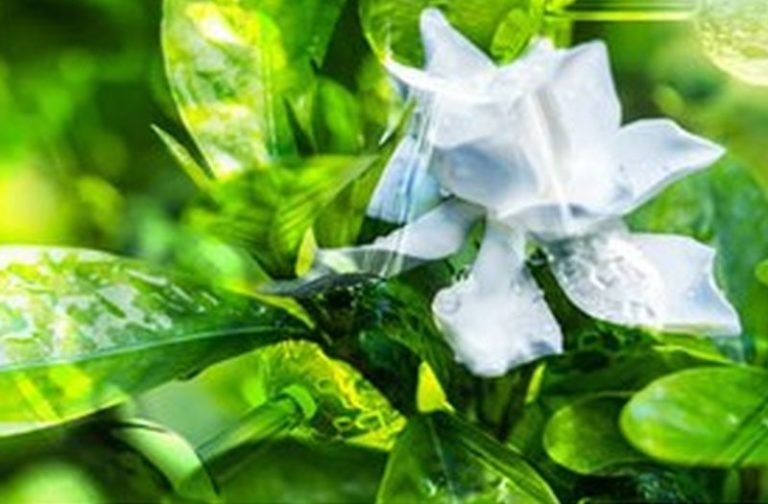 Sequenziato Dna della Gardenia per produzione molecole utili a uomo