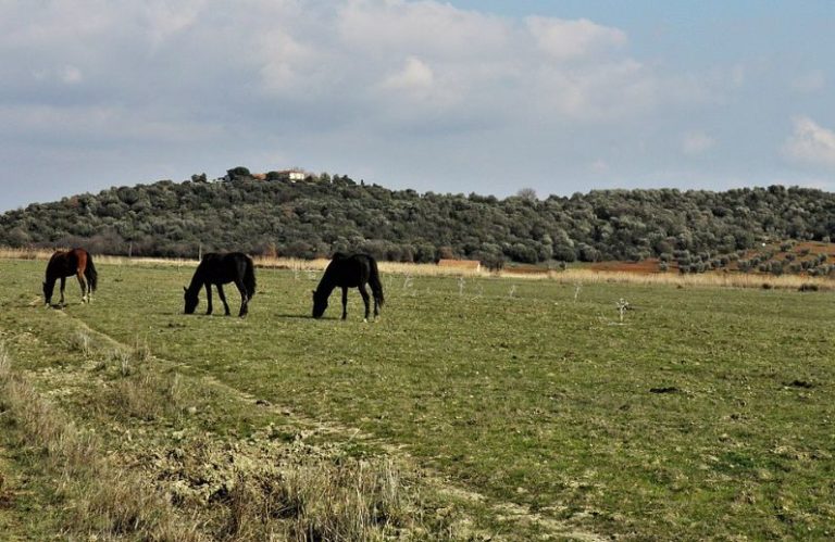 Il Consiglio regionale della Toscana approva il bilancio del parco della Maremma