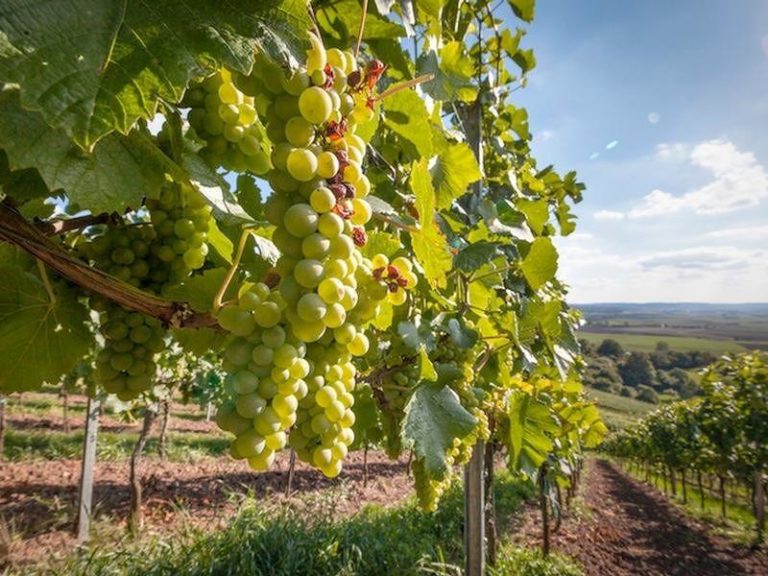 In Calabria al via “Vendemmia verde”, sostegno ai produttori di uva