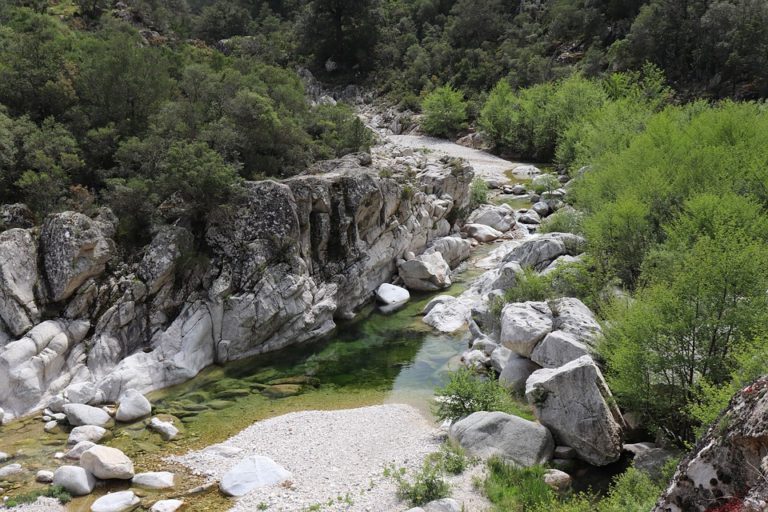 Lavoro, 4 mln per il settore forestazione dei comuni