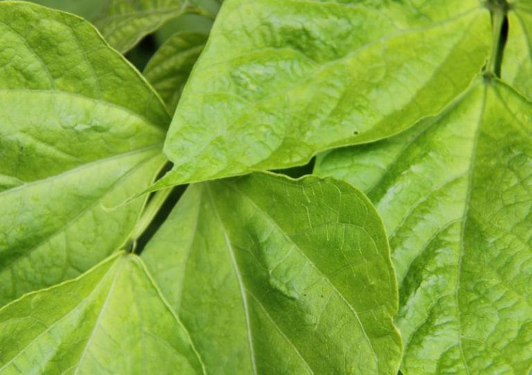 Ripartono progetti green in Friuli Venezia Giulia