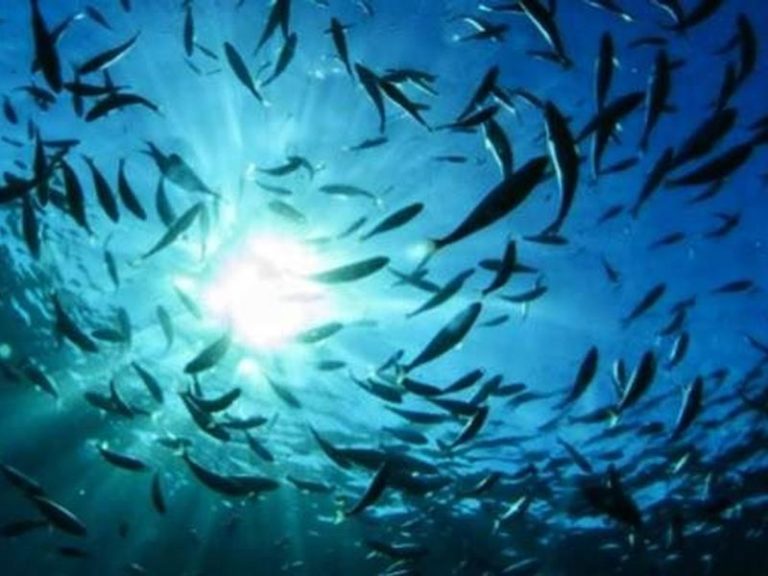 La Regione promuove “Gli stati generali del mare calabrese”