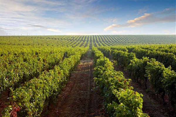 Vitivinicolo, la Regione stanzia 2,8 mln per le imprese pugliesi