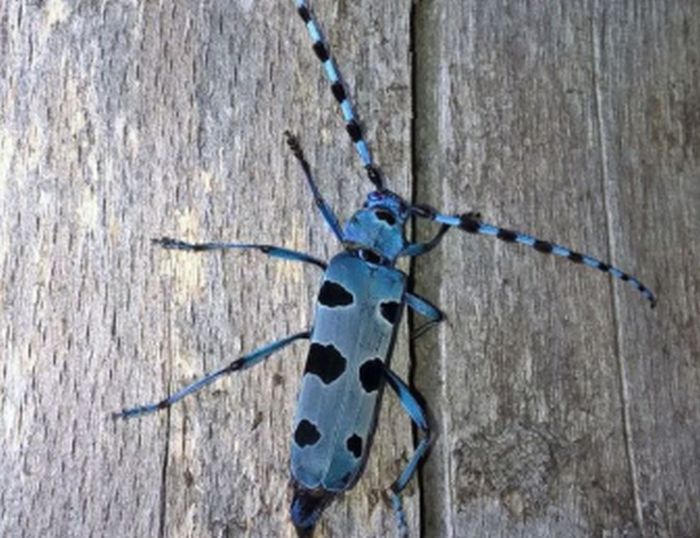 Parco Monti Sibillini, nuovo progetto per la tutela della biodiversità