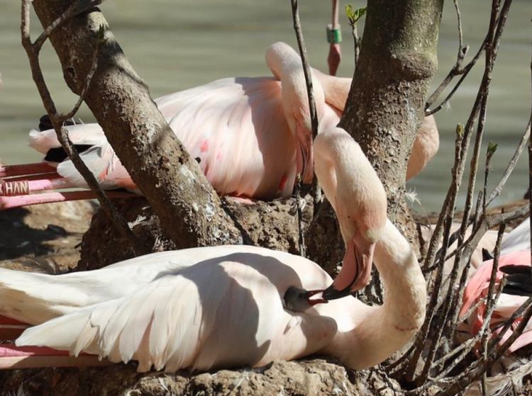 Con lockdown di primavera boom di fenicotteri alla Riserva Priolo