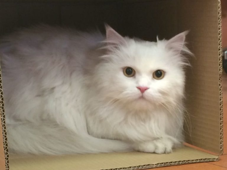 I consigli di Comieco per la giornata internazionale del gatto