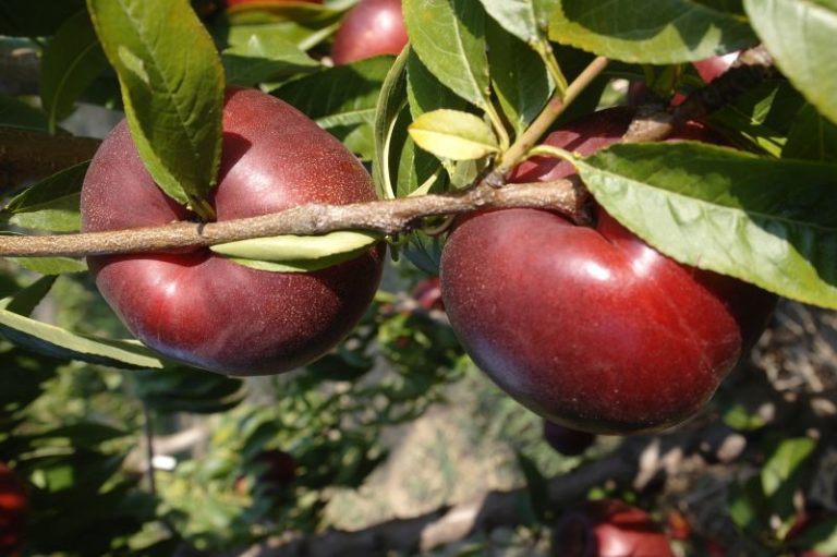 Peachrefpop, prima collezione internazionale varietà di pesco