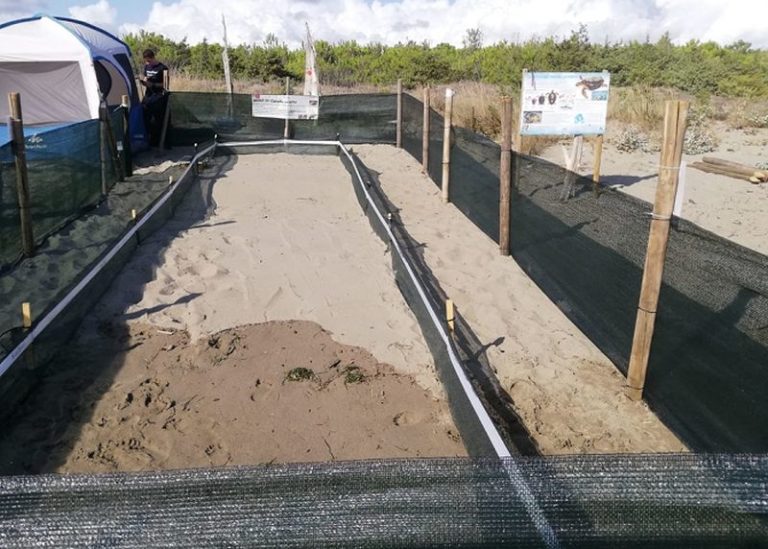 In Toscana campi di volontariato dedicati alle tartarughe marine