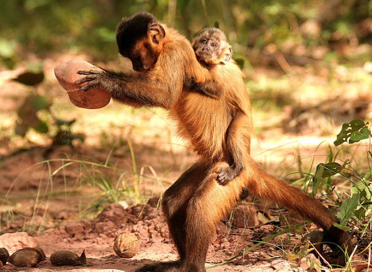 Campi coltivati invece che foreste, cultura delle scimmie è a rischio
