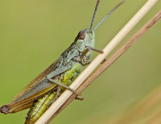 Bayer al fianco di Kenya e Uganda nella lotta contro le locuste