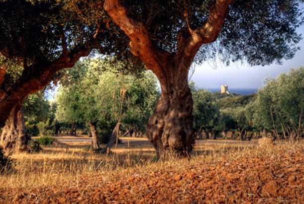 Agricoltura e Green New Deal, in un atto gli impegni della Toscana
