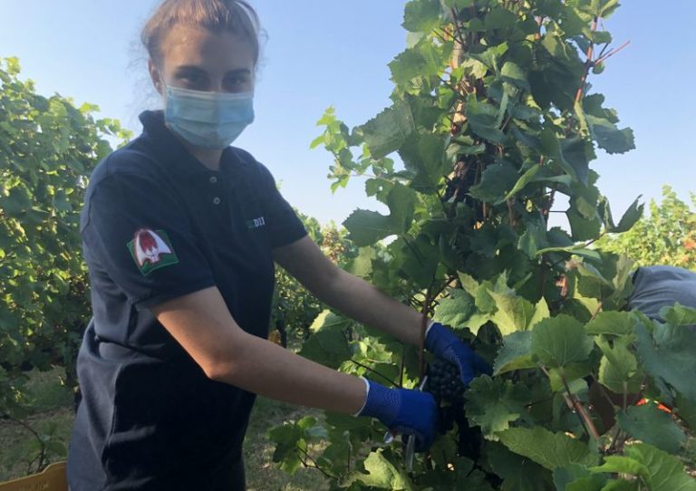 Al via vendemmia 2020, produzione prevista in calo