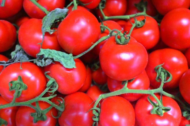 Coldiretti “per il maltempo danni fino al 70% al pomodoro di Foggia”