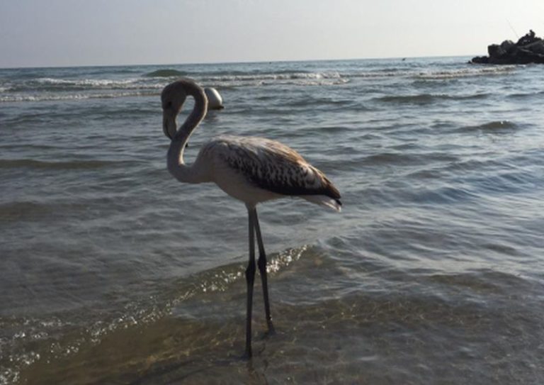 Sulla spiaggia di Riccione torna il fenicottero