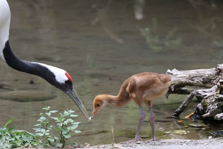 Piccoli di oltre quindici specie nel Parco Natura Viva di Bussolengo