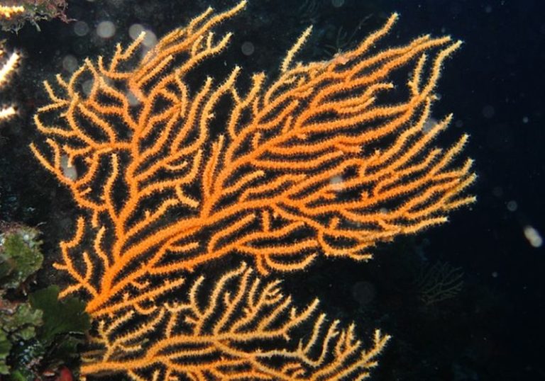 I coralli accumulano inquinanti dell’ambiente marino