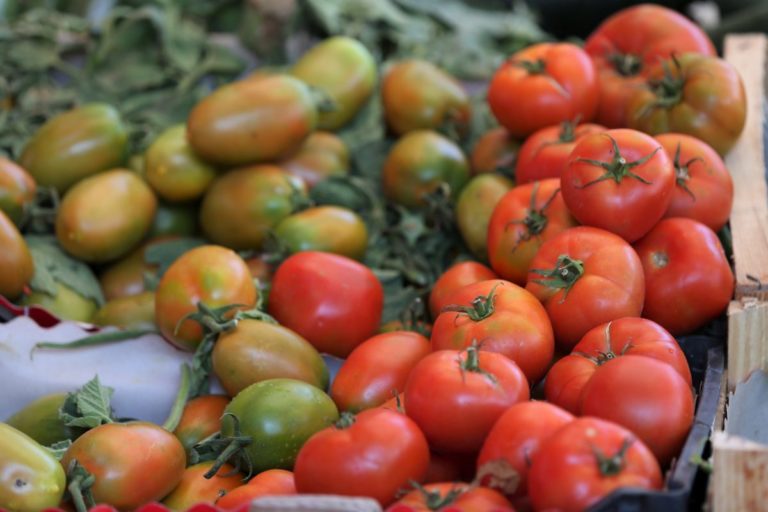 Dal Crea uno studio sulla biodiversità del pomodoro