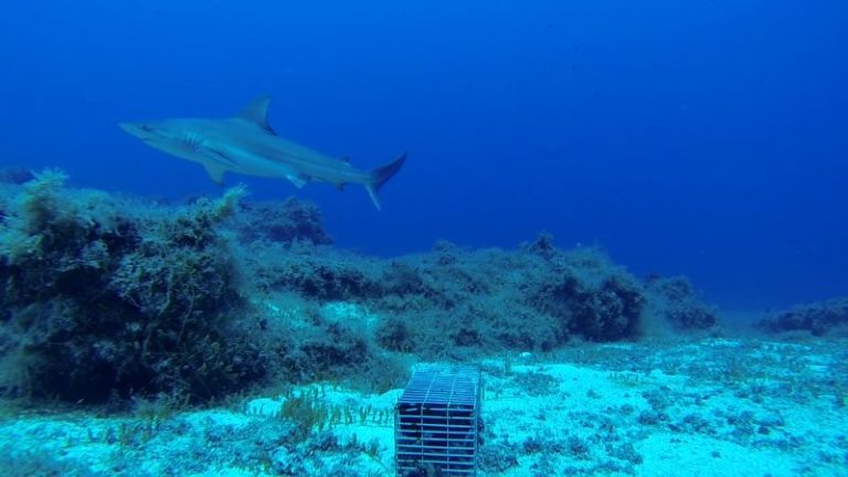 Salvaguardia degli squali grigi, nasce progetto dell’Ateneo di Palermo