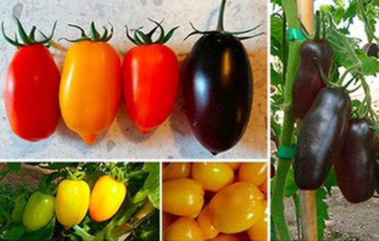 Per il San Marzano nuovi colori, sapori e proprietà nutritive