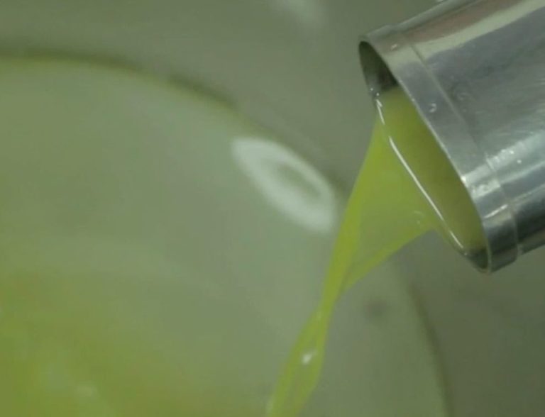 Olio, a Lecce per la Xylella produzione -75%