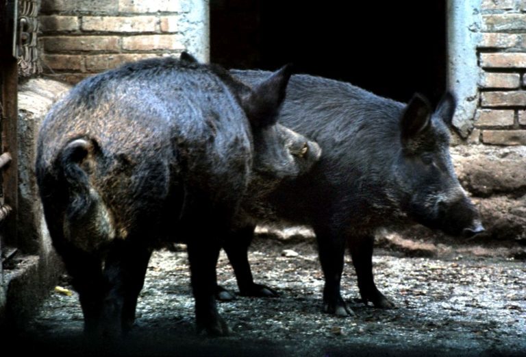 In Calabria attivato servizio ritiro e smaltimento cinghiali