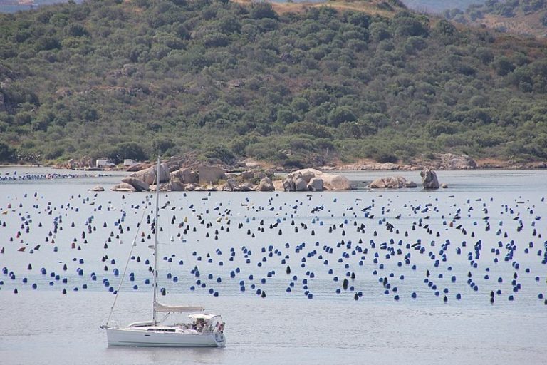Tonnare, cozze e apicoltura: stanziati i fondi per le pmi sarde