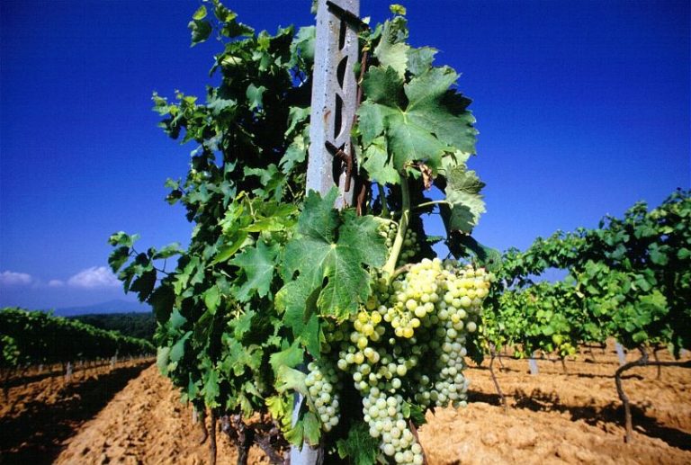Agricoltura e paesaggio, in Piemonte i “Distretti del cibo”