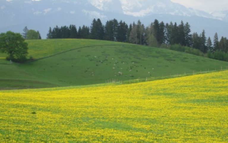 Fedriga”Strategia green in Friuli Venezia Giulia crea valore e sviluppo”
