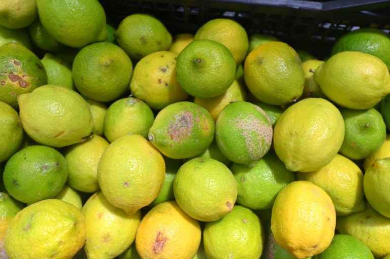 Riconoscimento Igp per il Limone dell’Etna