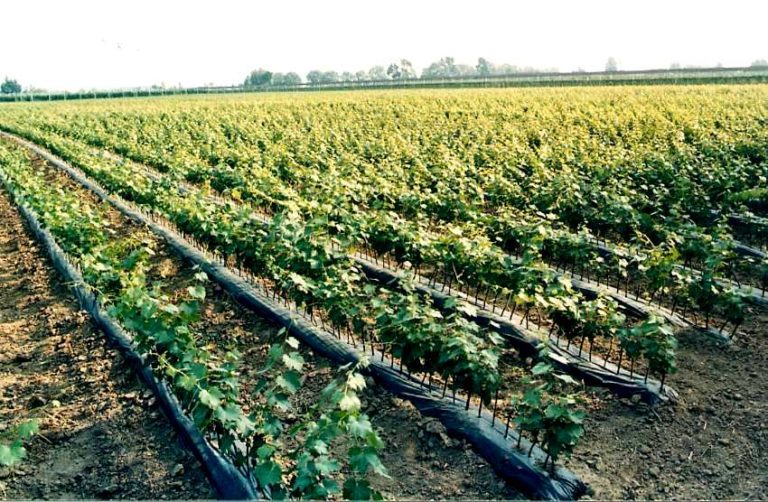 Vino, 13,5 mln per promozione sui mercati internazionali in Toscana