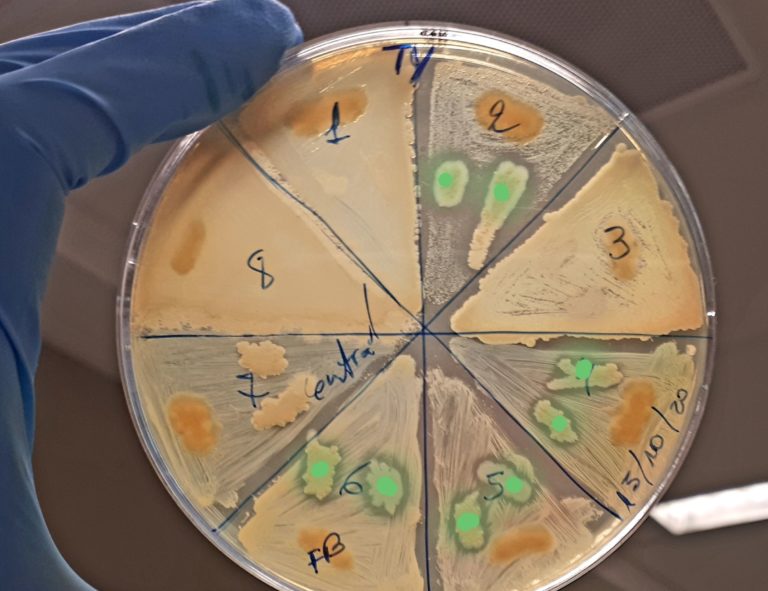 Cervelli al Sud, da Siviglia a Napoli per lo studio di microorganismi marini