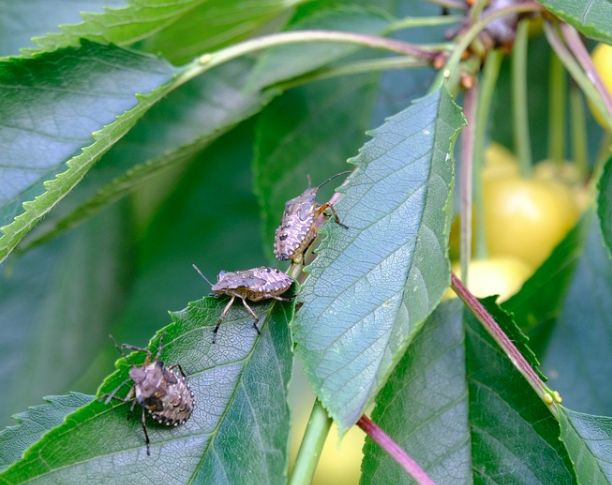 Oltre 63 mln per i danni da cimice asiatica in Emilia Romagna