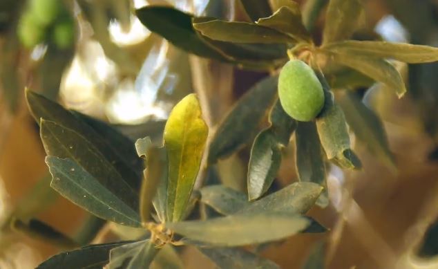 Tokyo 2020, Italia team ambasciatore olio extravergine di qualità