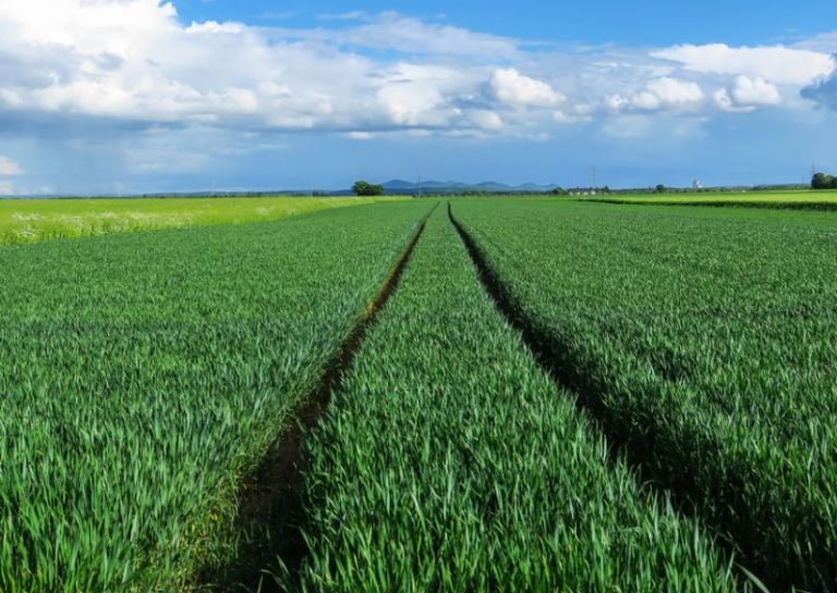 Convenzione CAA, Agea “Massima protezione sistema economico agricolo”