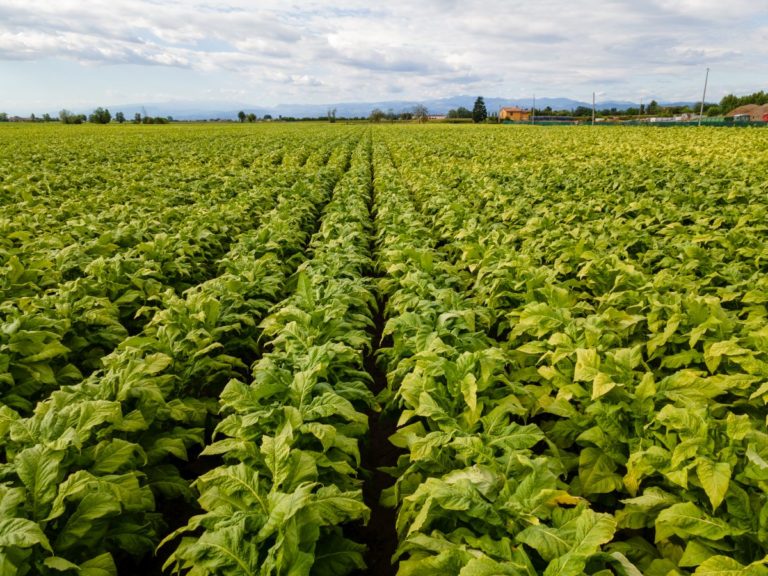 Tabacco, prorogato l’accordo Philip Morris-Ministero Politiche Agricole