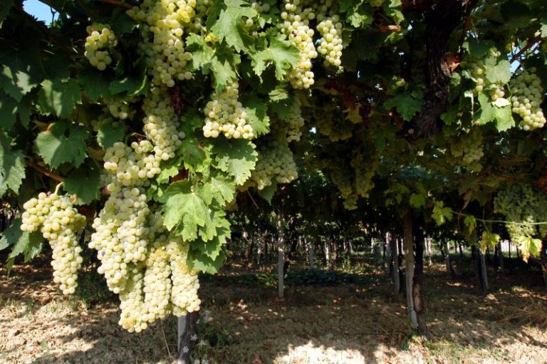 Dal Crea innovazione e sostenibilità in viticoltura ed enologia