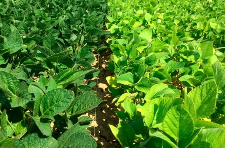 Nuove piante per mitigare il cambiamento climatico