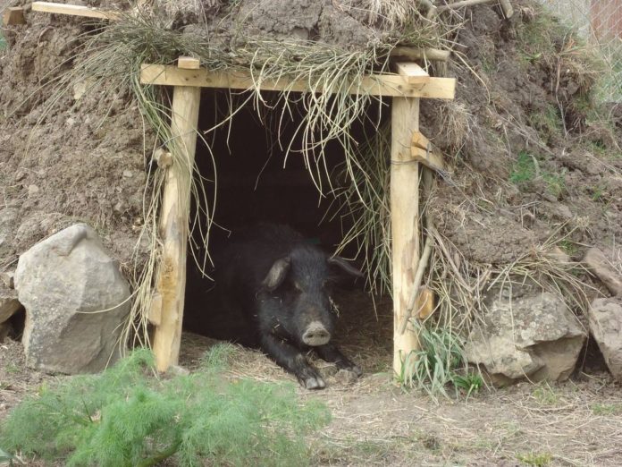 animale in un riparo