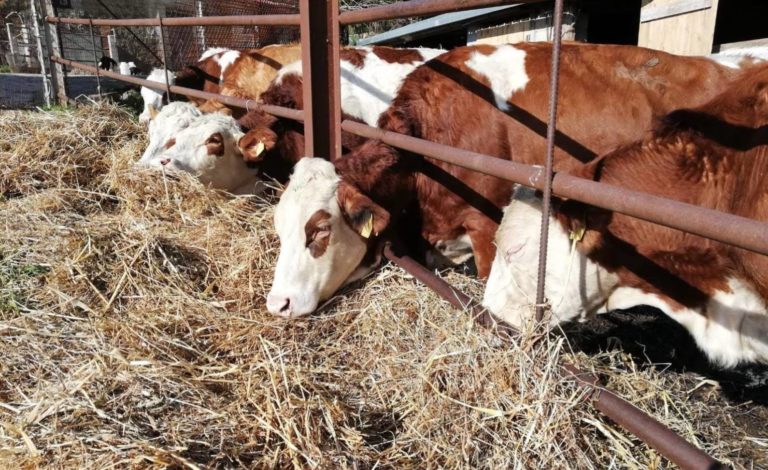 Un bio-caseificio che racconta il territorio