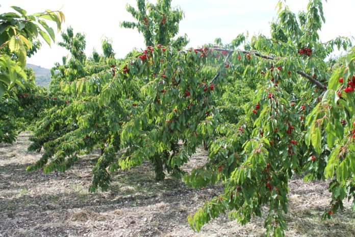 rai uno tempo e denaro 25.05.2017 (11)