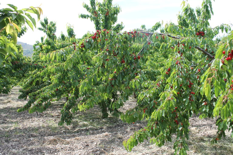 Frutta e conserve della tradizione siciliana