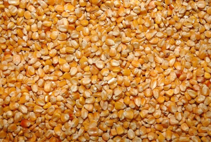 MAIS - INDUSTRIA BIRRA STELLA ARTOIS